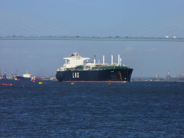 Galeomma 3.jpg